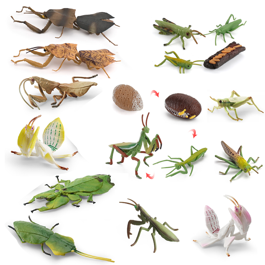 Realistic Orchid Mantis Dead L - Kids Education Picture reseña y precio