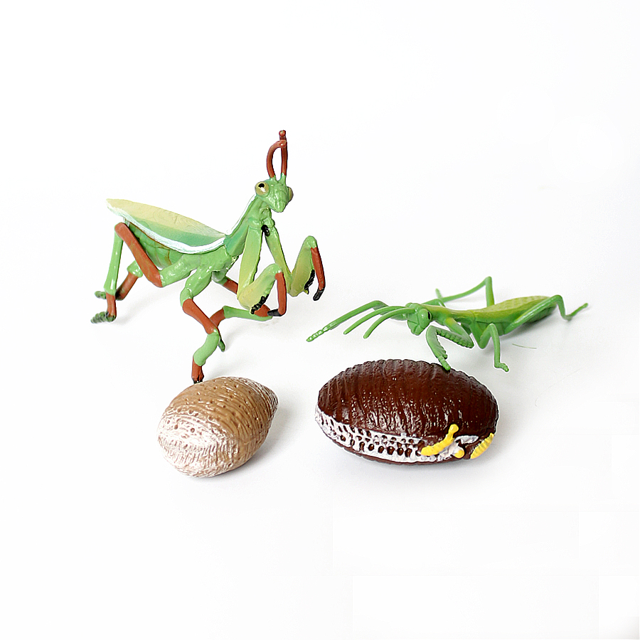 Realistic Orchid Mantis Dead L - Kids Education Picture reseña y precio
